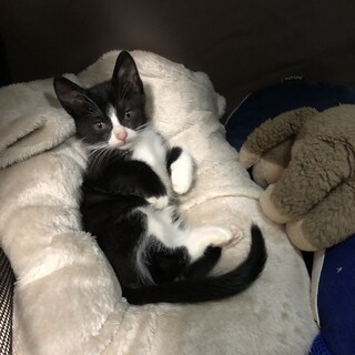 白黒ハチワレ　子猫　生後１ヶ月半　メス