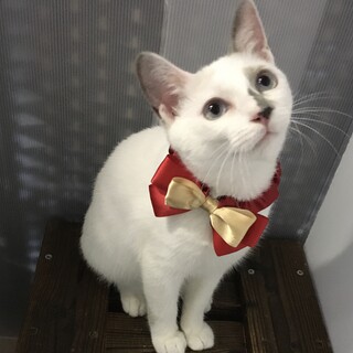 【千鳥】避妊手術済♪甘えん坊子猫♀6ヶ月