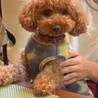 のっペン