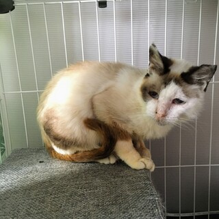 【スミレちゃん】10年お外で頑張ってきた女の子