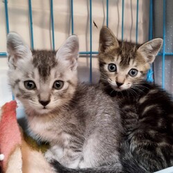 in瀬戸市☆子猫60匹～の超大祭！☆2023年10月15日（日）～ ちーむ にゃいんず