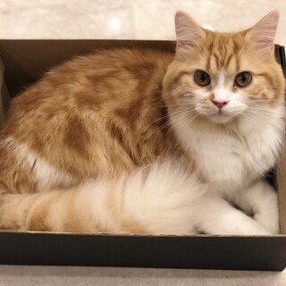 とても人懐っこく美男子です