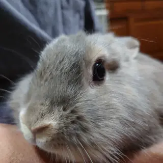 師走っこ二世【にちゃくん】