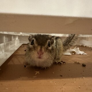 シマリスの里親さん募集