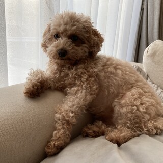 里親様が決まりました