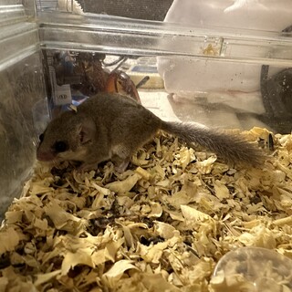 アフリカヤマネの里親さん募集