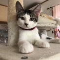 賢く甘えん坊♪キジ白のふーちゃん