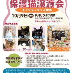 にゃんサポあきる野譲渡会in秋川どうぶつ病院 サムネイル1