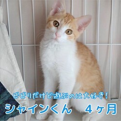 にゃんサポあきる野譲渡会in秋川どうぶつ病院 サムネイル2