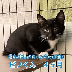 にゃんサポあきる野譲渡会in秋川どうぶつ病院 サムネイル3