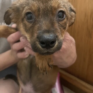 素敵なご縁がありましたお目々が何とも可愛い子