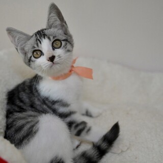 10/15宮代町譲渡会参加　さくらちゃん