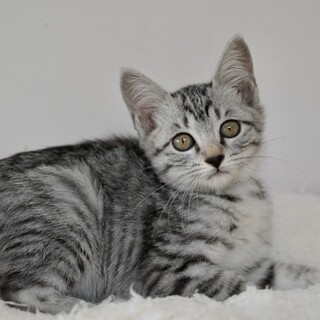 10/15宮代町譲渡会参加　むぎちゃん