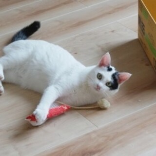 猫ジャラシで楽しく遊ぶ女の子☆人馴れ修行中