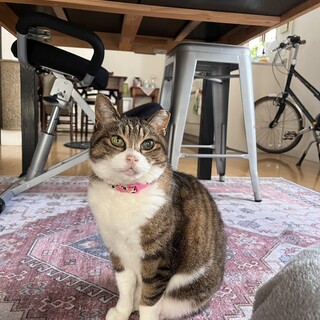 毒餌事件現場から緊急救護されました。