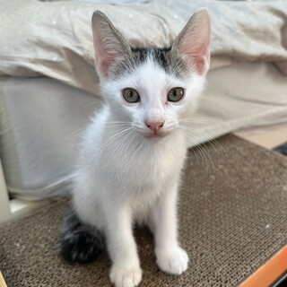 ものすごく甘えん坊なプレーンくん