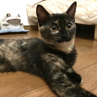 可愛いオレンジアイのサビ子猫、ハナちゃん♪ 