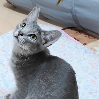 ロシアンの様なツヤツヤグレー