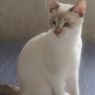 白茶の神威君里親さん募集一時停止