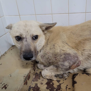 皮膚病を患っています。収容期限10月10日迄