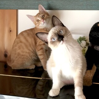 【10/15月島】甘えん坊なシャム＆茶トラ美猫ペア