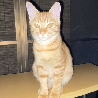 ぷっくり茶トラの女の子