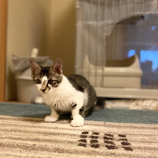 元気いっぱいな男の子　モフ君