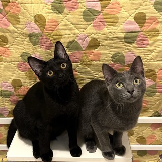 【10/15月島】グレーと黒の超甘えん坊男子ペア