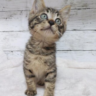 推定2023年8月生 キジ♂ 鉄郎くん♡