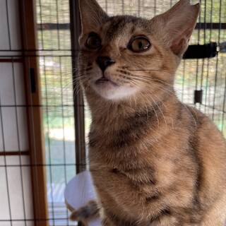 お茶目なキジトラ女子3ヶ月