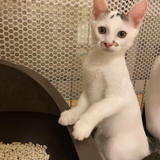 味のある女の子　シロちゃん