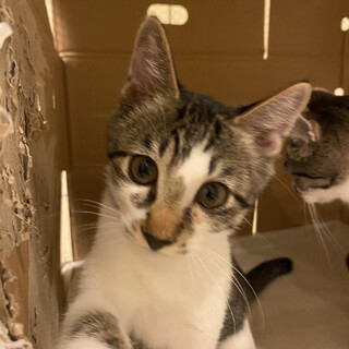 ちょっとビビリな男の子　チビくん