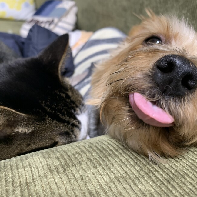 ライヒライヒのカバー写真