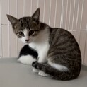 人馴れ猫馴れok！キジ白のレモン