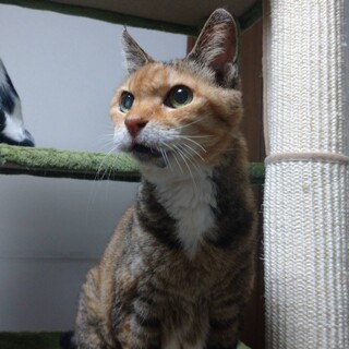 【10/15月島】穏やかなローズおばあちゃん