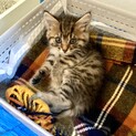 【生後約1ヶ月】子猫の里親募集／船橋市習志野台