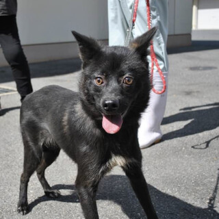 怖がりだけど頑張ってるよ！こんぶ君