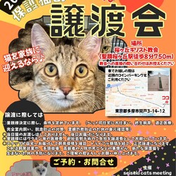 ◇保護猫の譲渡会◇in東京都多摩市◇