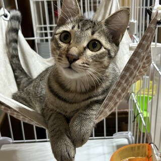 2歳9ヶ月　キジ猫　可愛い　ハピくん