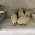 白姫うずら  里親様募集です！