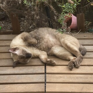 甘えん坊なシャム猫♡しゃふぃー