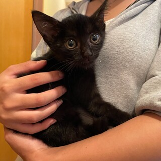 生後1.5ヶ月　黒猫の男の子