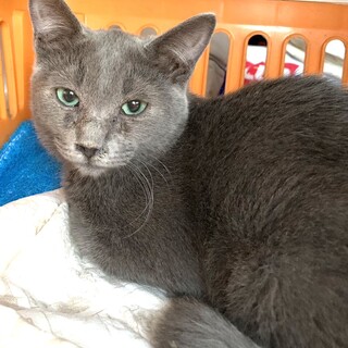 おっとりグレイ猫★グリ君