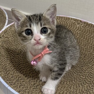 慣れ慣れお膝も大好きキジ白女の子❤️さくら