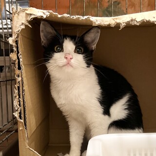 きれいなハチワレ　短め尻尾のクルミちゃん