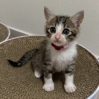 募集停止お顔のキジ白女子❤️うらら