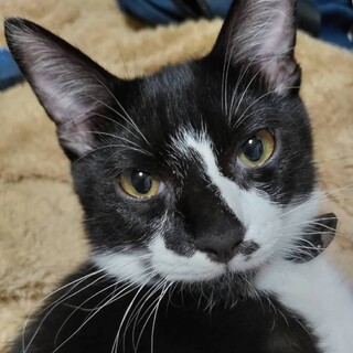 かわいいイケニャン黒白男子★みちる