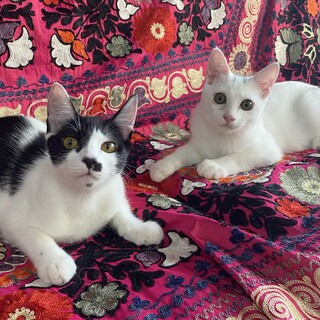 【10/15月島】天真爛漫美少女＆抱っこ大好き少年