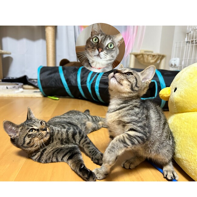 おさしみちゃん！のカバー写真