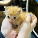 チャトラ猫